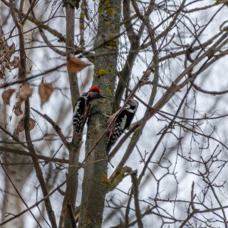 birds1_1194