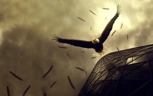 birds1_1203.jpg