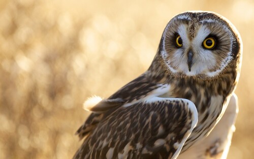 birds1_1205.jpg