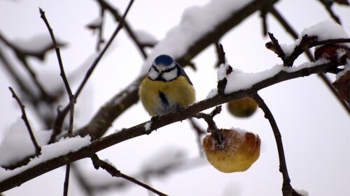 birds1_1220.jpg