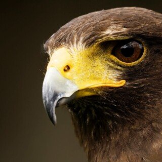 birds1_1242