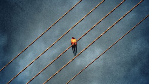 birds1_1247.jpg