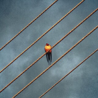 birds1_1247