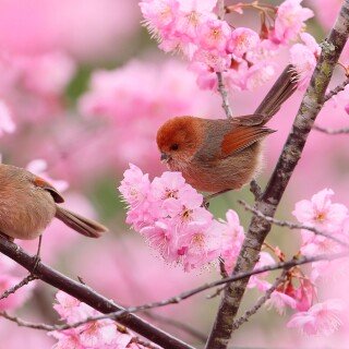 birds1_1259