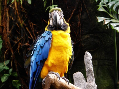 birds1 1268