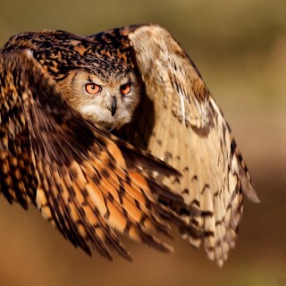 birds1_1273