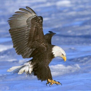 birds1_1285