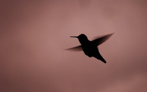 birds1 1290