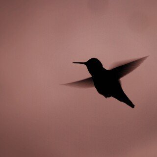 birds1_1290