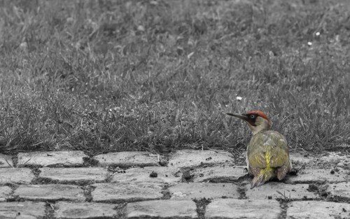 birds1_1301.jpg
