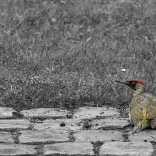 birds1_1301