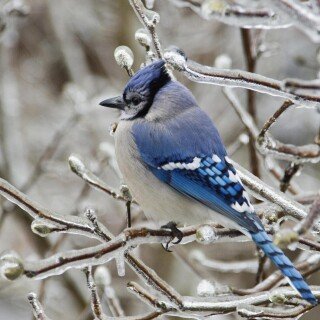 birds1_1302