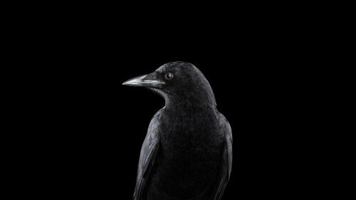birds1 1314
