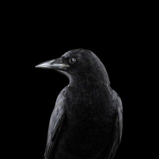 birds1_1314