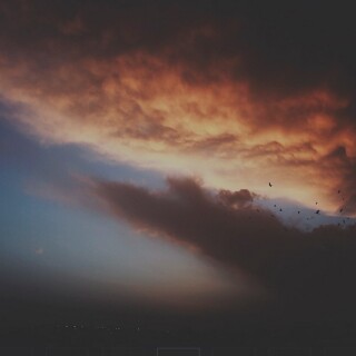 birds1_1318