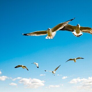 birds1_1322