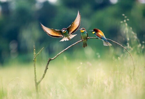 birds1 1331