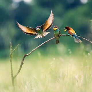 birds1_1331