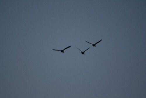 birds1_1340.jpg