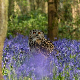 birds1_1341