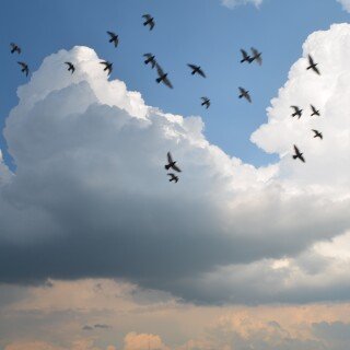 birds1_1348