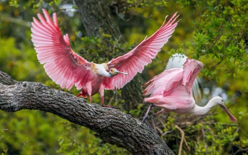 birds1 1352