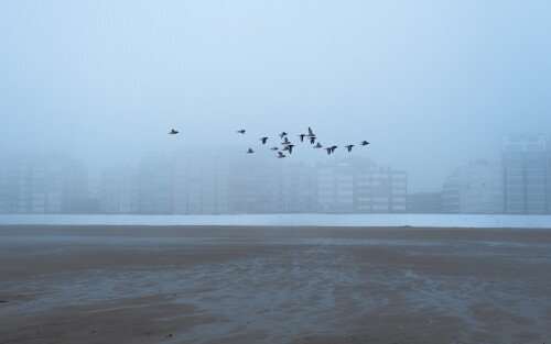 birds1 1353