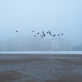 birds1_1353