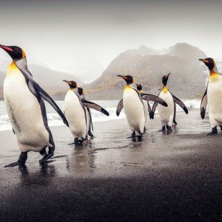 birds1_1357