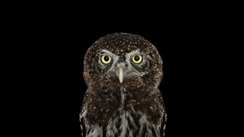 birds1 1365