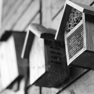 birds1_1367