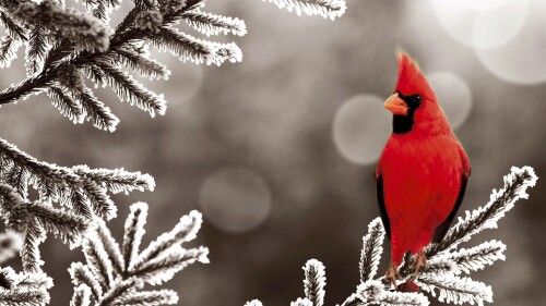 birds1 1371