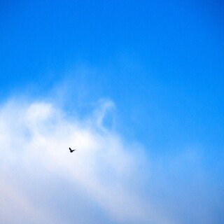 birds1_1395
