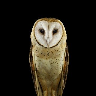birds1_1397