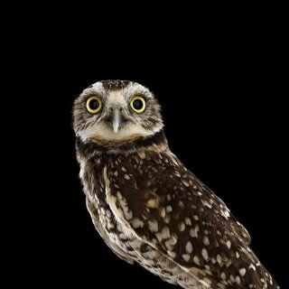 birds1_1403