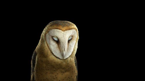 birds1 1407