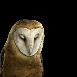birds1_1407