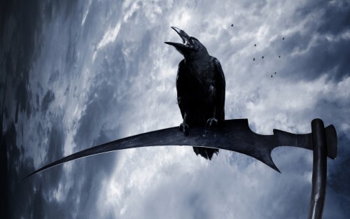 birds1 1416
