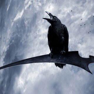 birds1_1416