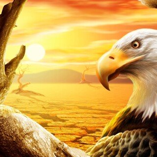 birds1_1422