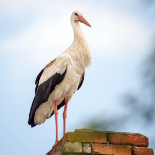 birds1_1428