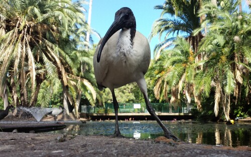 birds1 1430