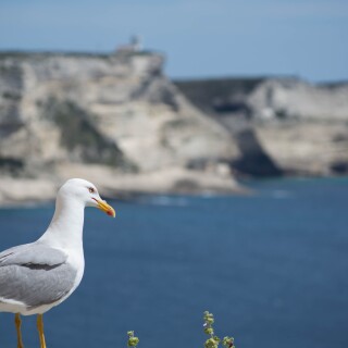 birds1_1433