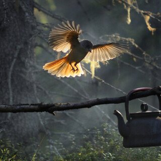 birds1_1449