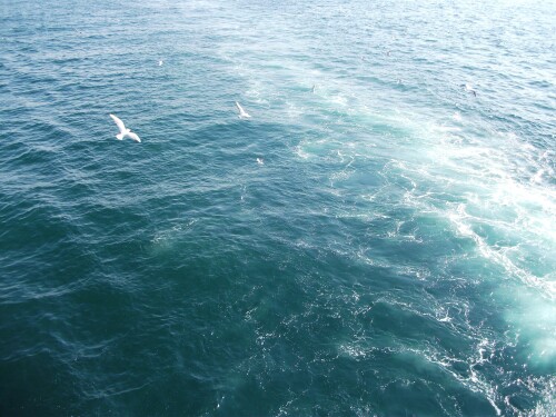 birds1 1456