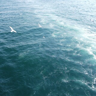 birds1_1456