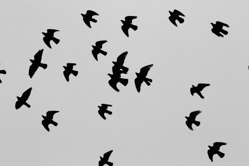 birds1 1465