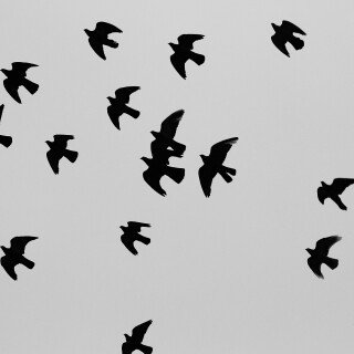 birds1_1465