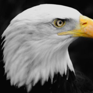 birds1_1472