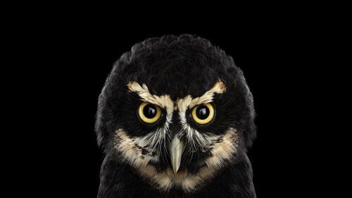 birds1 1483